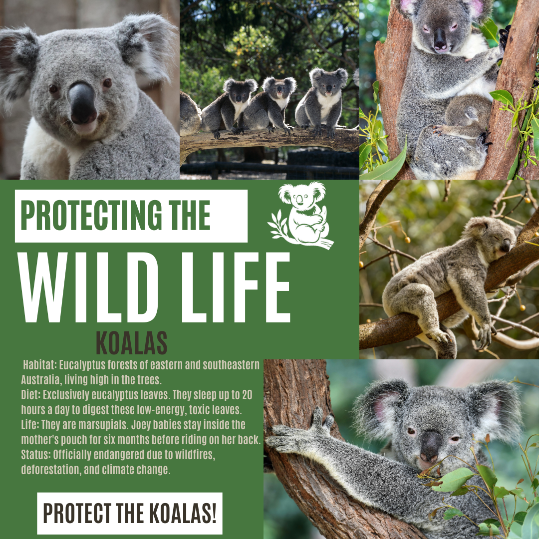Protecting The Wildlife